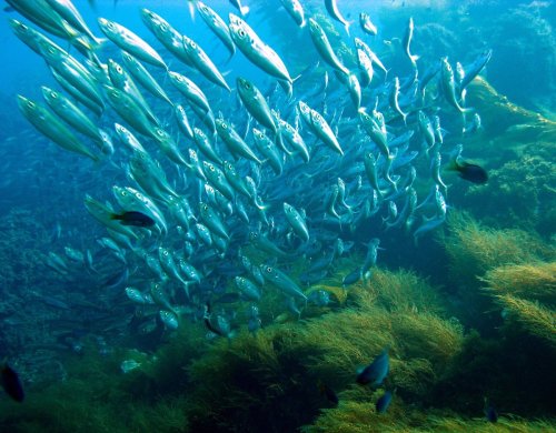 A school of silver fish swims through clear blue water, surrounded by green underwater vegetation.