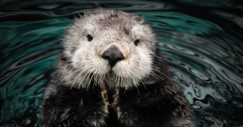 A sea otter pokes its head above Alaska waters, playfully posing for the camera.