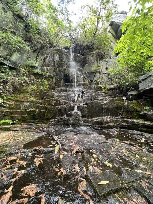 A serene waterfall cascading over rocky terrain, surrounded by lush greenery and fallen leaves.