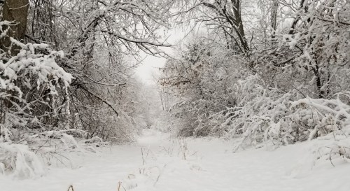 A snowy forest path surrounded by trees covered in white snow, creating a serene winter landscape.