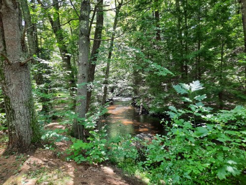A serene forest scene with lush green trees surrounding a calm, reflective stream.