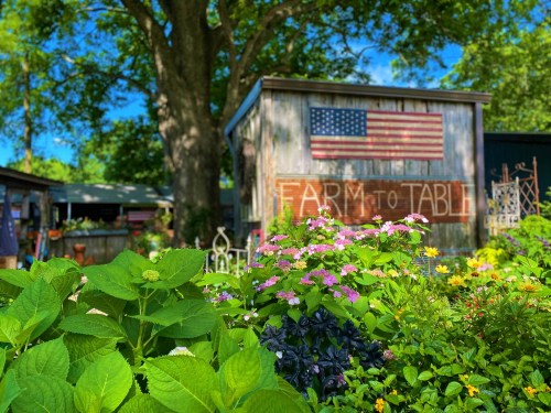 A vibrant garden with colorful flowers in front of a rustic shed featuring an American flag and "FARM TO TABLE" sign.