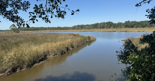 a stream of water with weed surrounding at twelve oaks nature trail