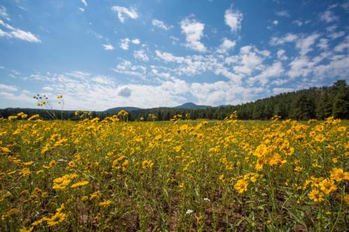 A vibrant field of yellow flowers under a blue sky with fluffy clouds and distant mountains in the background.