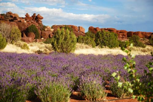 A vibrant lavender field in front of rocky formations and green shrubs under a partly cloudy sky.