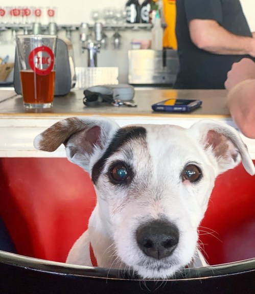 A small dog with a curious expression sits at a table in a café, with drinks and people in the background.