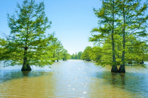 Lush green trees rise from calm water under a clear blue sky, creating a serene natural landscape.