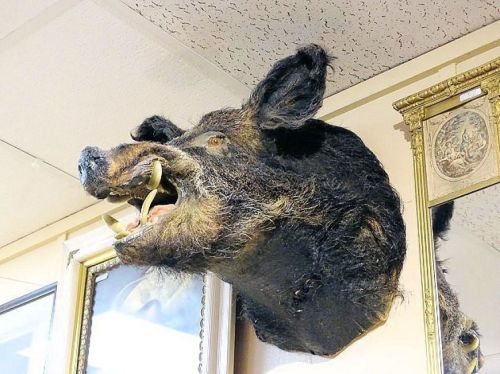 A mounted boar's head with tusks, displayed on a wall alongside framed pictures.