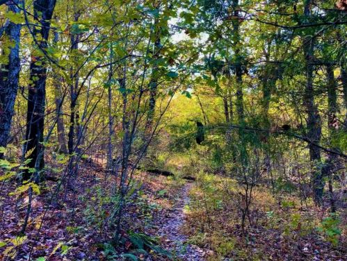 A serene forest path surrounded by vibrant autumn foliage and dappled sunlight filtering through the trees.