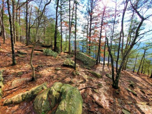 A forest scene with trees, rocks, and fallen leaves, illuminated by sunlight filtering through the branches.