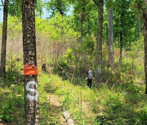 A person stands in a wooded area with green foliage and a sign on a tree, surrounded by underbrush.