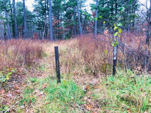 A grassy path through a forest, flanked by trees and sparse vegetation, with two posts marking the trail.
