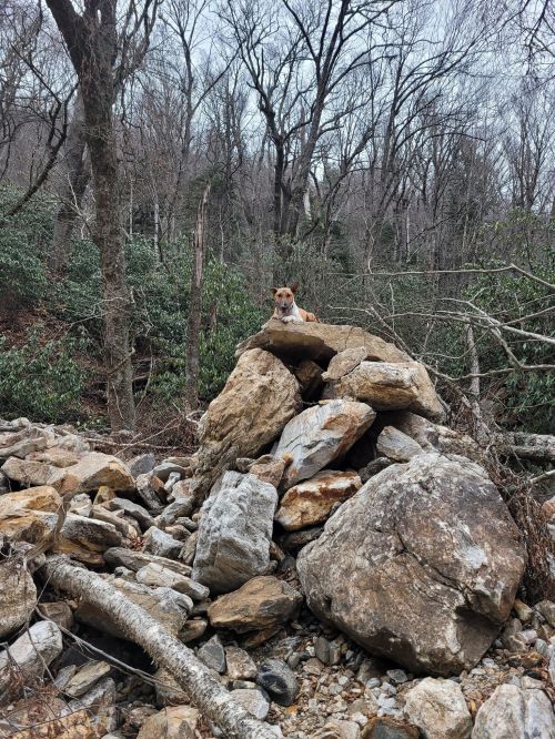 A dog sits atop a pile of rocks in a wooded area, surrounded by bare trees and greenery.