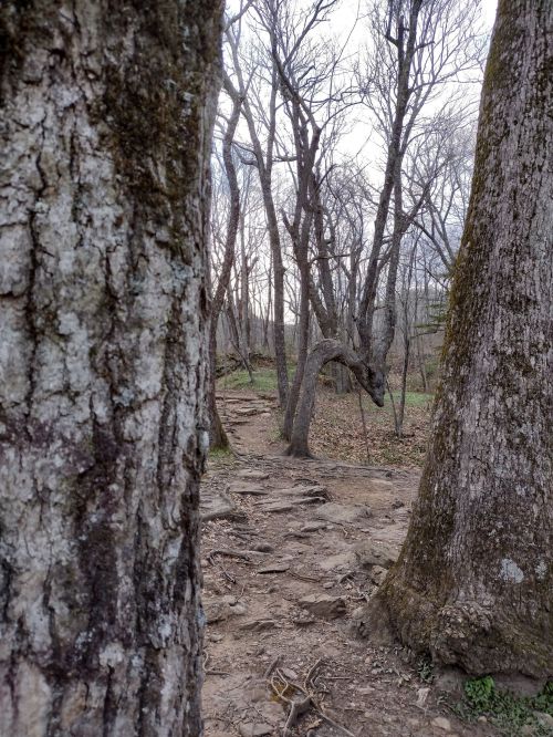 A narrow dirt path winds through a forest, framed by two large trees with bare branches.