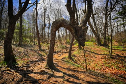 A twisted tree resembling a dragon's head stands in a forest, surrounded by bare trees and a leaf-covered path.