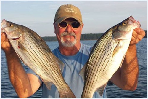 A man wearing sunglasses and a cap holds two large striped bass while standing by a lake.