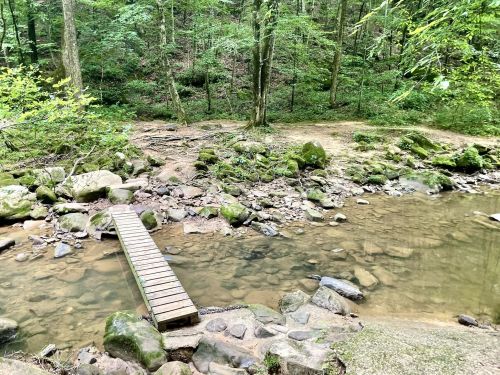 A serene forest scene featuring a small wooden bridge over a shallow stream surrounded by lush greenery and rocks.