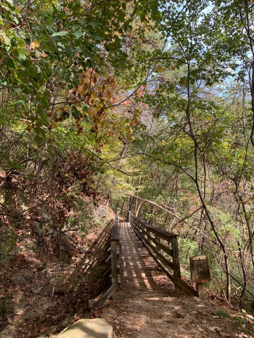 A wooden bridge leads through a lush, green forest with autumn leaves scattered on the ground.