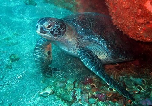 A sea turtle resting on the ocean floor near coral and marine life.