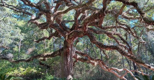 a beautiful tree with hundreds of winding branches at the twelve oaks walking trail