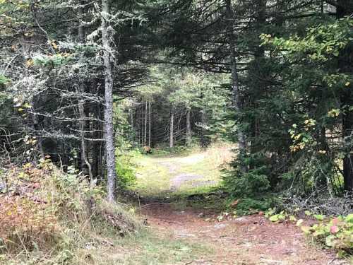 A narrow path winding through a dense forest with tall trees and scattered autumn leaves.