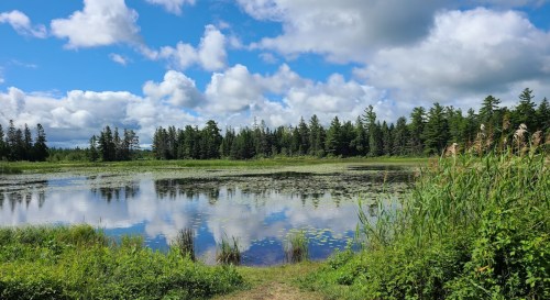 A serene landscape featuring a calm pond surrounded by lush greenery and trees under a partly cloudy sky.