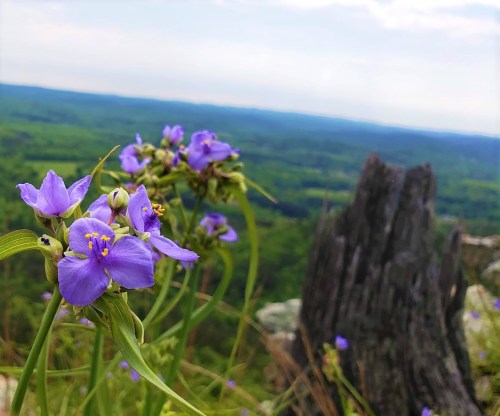 Purple wildflowers in the foreground with a lush green landscape and distant hills under a cloudy sky.