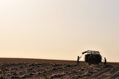 Silhouettes of workers loading hay onto a cart in a vast, open field during sunset.