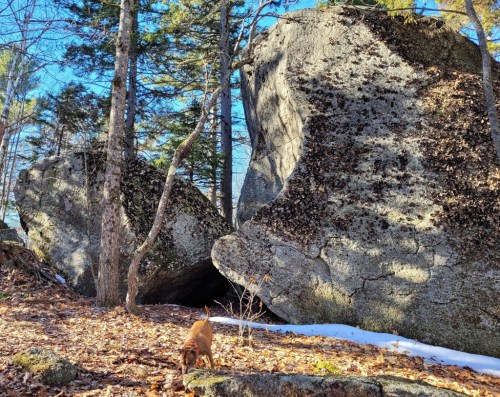 A small dog explores a forested area with large boulders and scattered leaves, under a clear blue sky.