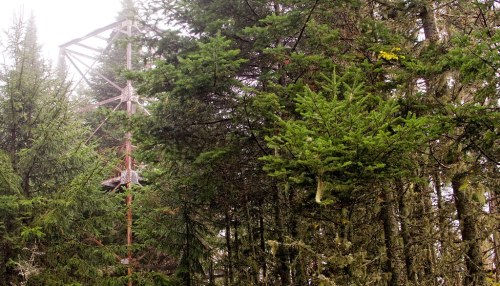 A tall metal structure rises among dense green trees in a misty forest.