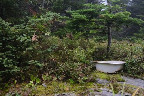 A white bowl sits on a mossy stone surrounded by lush greenery and small trees in a misty forest.