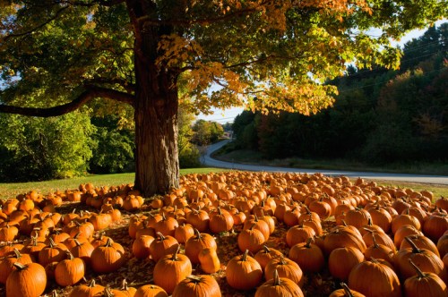 A vibrant autumn scene with a large tree and a field of orange pumpkins lining a winding road.