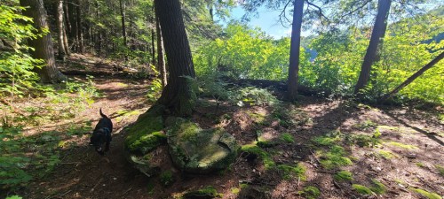A black dog walks along a forest path surrounded by trees and lush greenery, with sunlight filtering through the leaves.