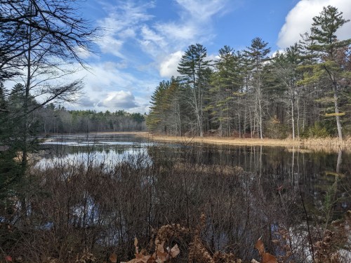 A serene landscape featuring a calm pond surrounded by trees and grasses under a blue sky with scattered clouds.