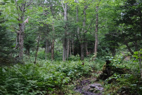 Lush green forest with tall trees, ferns, and a small rocky stream running through the underbrush.