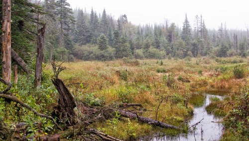 A misty forest landscape with tall trees, grassy wetlands, and a small stream winding through the scene.