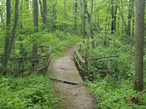 A wooden bridge over a dirt path in a lush green forest, surrounded by trees and foliage.