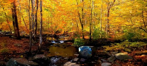 A serene forest scene with vibrant autumn foliage, a gentle stream, and a large rock partially covered in graffiti.