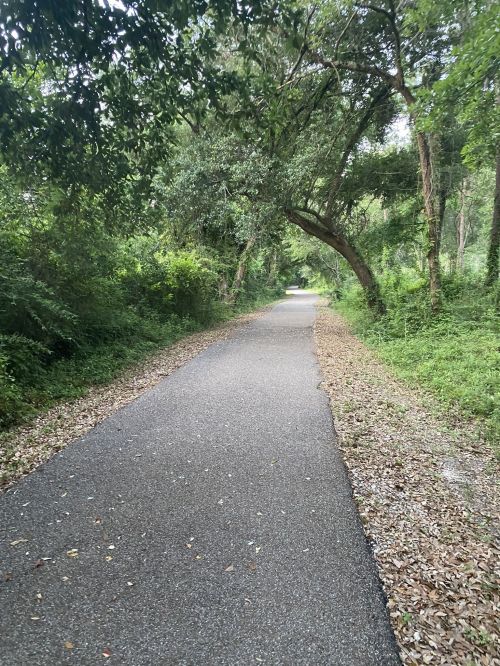 A winding path through a lush, green forest, lined with trees and scattered leaves on the ground.