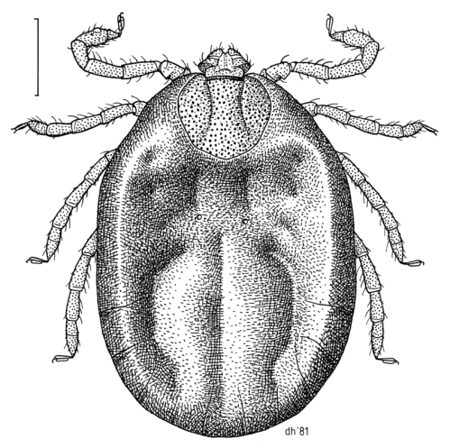 Illustration of a tick, showing its detailed body structure and legs in a black and white line drawing.