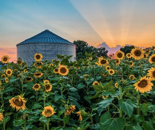 A field of sunflowers in front of a silos at sunset, with rays of light shining through the clouds.