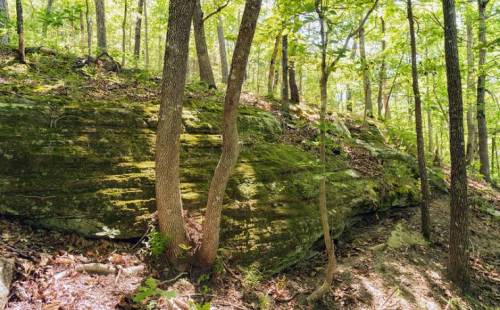 Lush green forest with moss-covered rocks and trees, sunlight filtering through the leaves.