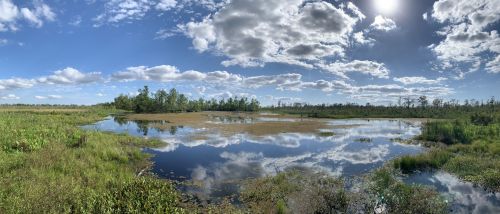 A serene wetland scene with calm water reflecting clouds and trees under a bright blue sky.