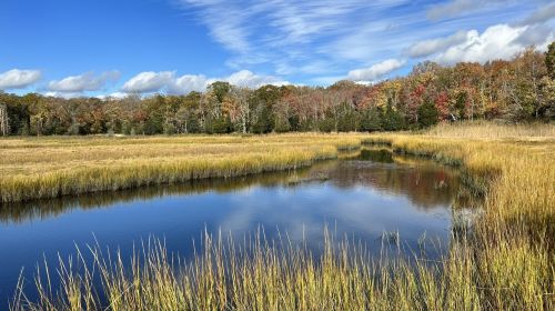 A serene wetland scene with tall grasses, a calm pond, and colorful autumn trees under a blue sky with clouds.