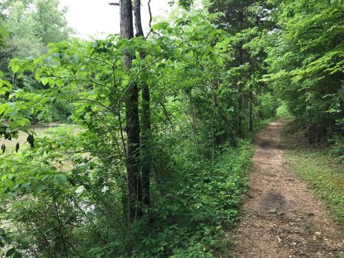 A narrow dirt path lined with lush green foliage, leading alongside a calm body of water in a wooded area.