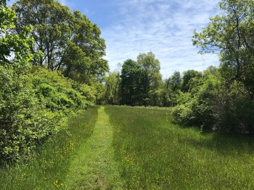 A grassy path winds through a lush green landscape under a bright blue sky with scattered clouds.