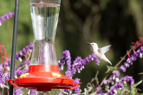 A hummingbird hovers near a red feeder filled with water, surrounded by purple flowers.