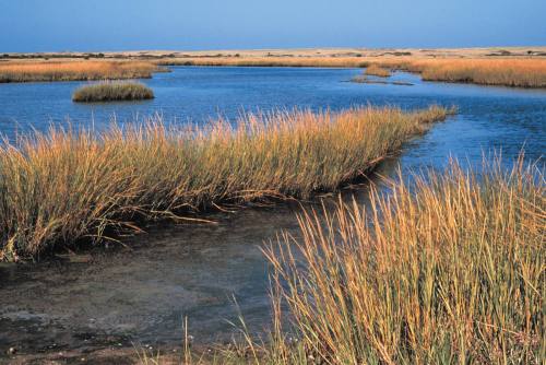 A serene wetland scene with tall grasses and a winding waterway under a clear blue sky.