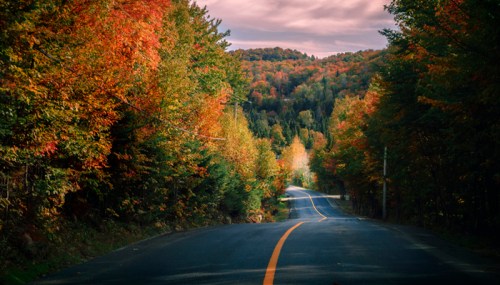A winding road through vibrant autumn trees, with colorful foliage and a scenic mountain backdrop.