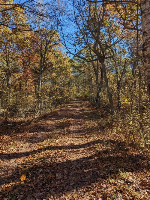 A serene forest path lined with trees, showcasing vibrant autumn foliage under a clear blue sky.
